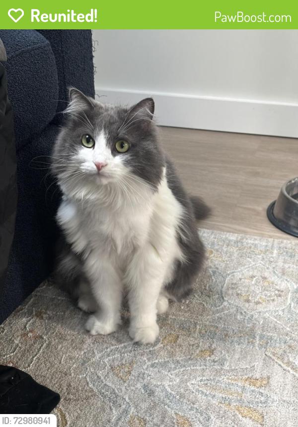 Reunited Female Cat last seen Western HWY, Blauvelt Rd, Joseph B Clarke Rail Trail, Saint Cathrine of Alexandria Parish, Blauvelt, NY 10913