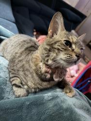 Reunited Female Cat last seen Near n burson ave bogart ga. , Bogart, GA 30622