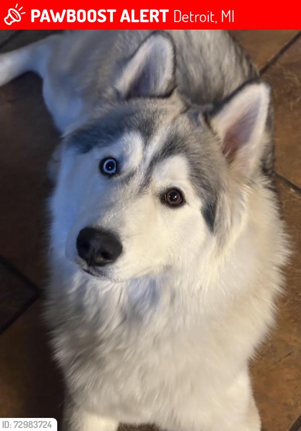 Lost Male Dog last seen Jonh st , Detroit, MI 48210