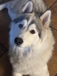 Lost Male Dog last seen Jonh st , Detroit, MI 48210