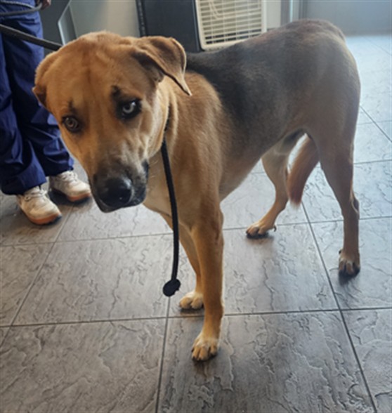 Shelter Stray Male Dog last seen , 11361 W Pico Blvd, Los Angeles, CA 90064, USA