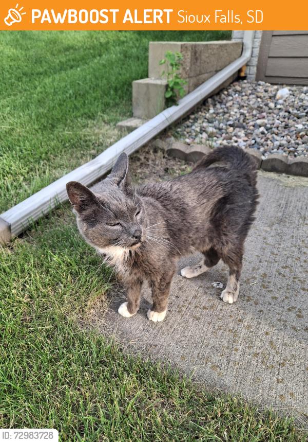Found/Stray Unknown Cat last seen W Noah Cir and Clearbrook Ave, Sioux Falls, SD 57106
