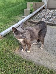 Found/Stray Unknown Cat last seen W Noah Cir and Clearbrook Ave, Sioux Falls, SD 57106