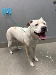 Shelter Stray Male Dog last seen Near BLOCK BELL LOOP, LAS VEGAS NV 89115, 655 N Mojave Rd, Las Vegas, NV 89101, USA