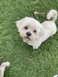 Lost Male Dog last seen On Delmar dr , Garland, TX 75040