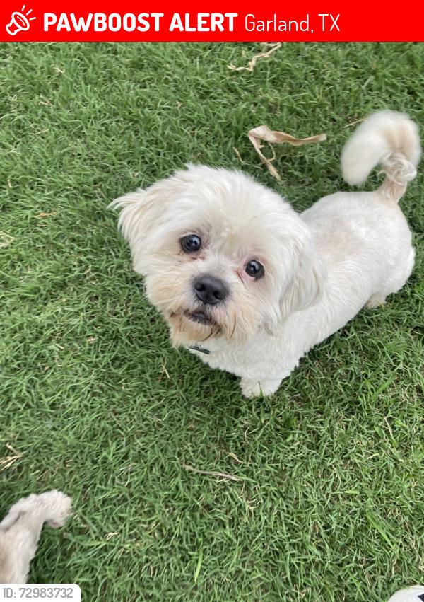 Lost Male Dog last seen On Delmar dr , Garland, TX 75040