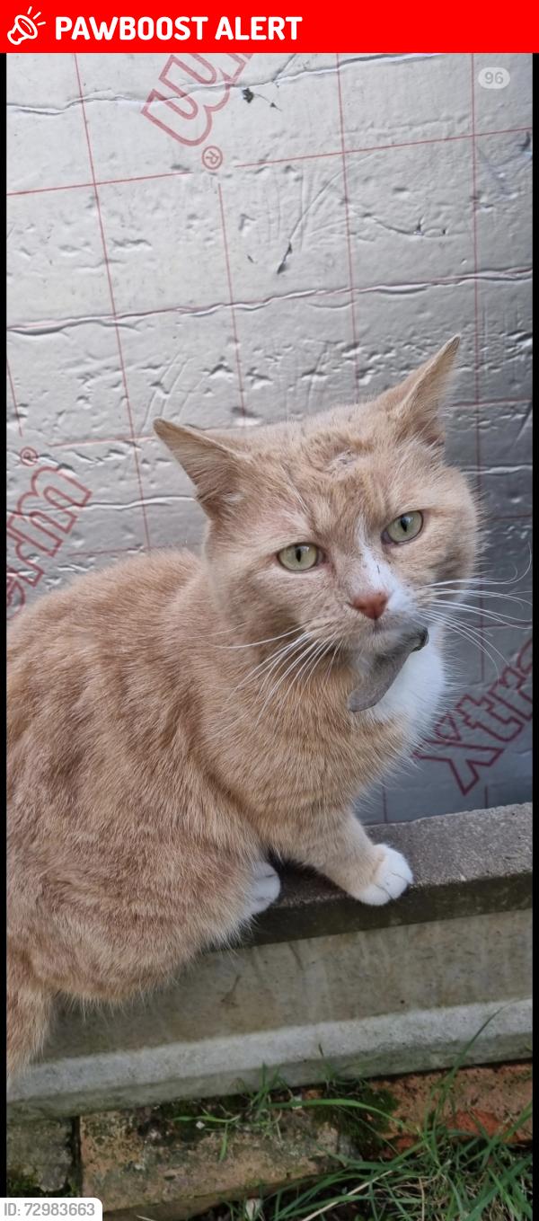 Lost Male Cat last seen Foleshill, Coventry Lidl , Foleshill, England CV6