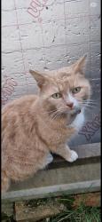 Lost Male Cat last seen Foleshill, Coventry Lidl , Foleshill, England CV6