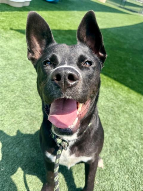 Shelter Stray Male Dog last seen , 3201 Lacy St, Los Angeles, CA 90031, USA