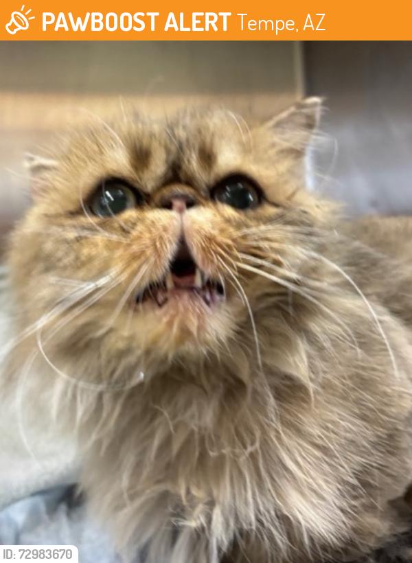 Found/Stray Male Cat last seen Currently available for a reasonable fee to ensure of good responsibility $200, Tempe, AZ 85288