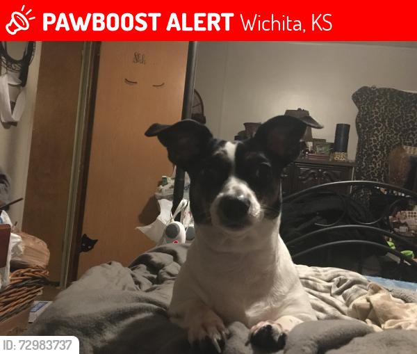 Lost Female Dog last seen Seneca an47th, Wichita, KS 67217