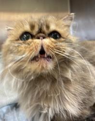 Found/Stray Male Cat last seen Currently available for a reasonable fee to ensure of good responsibility $200, Tempe, AZ 85288