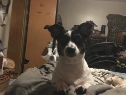 Lost Female Dog last seen Seneca an47th, Wichita, KS 67217