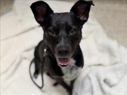Shelter Stray Female Dog last seen , 3201 Lacy St, Los Angeles, CA 90031, USA