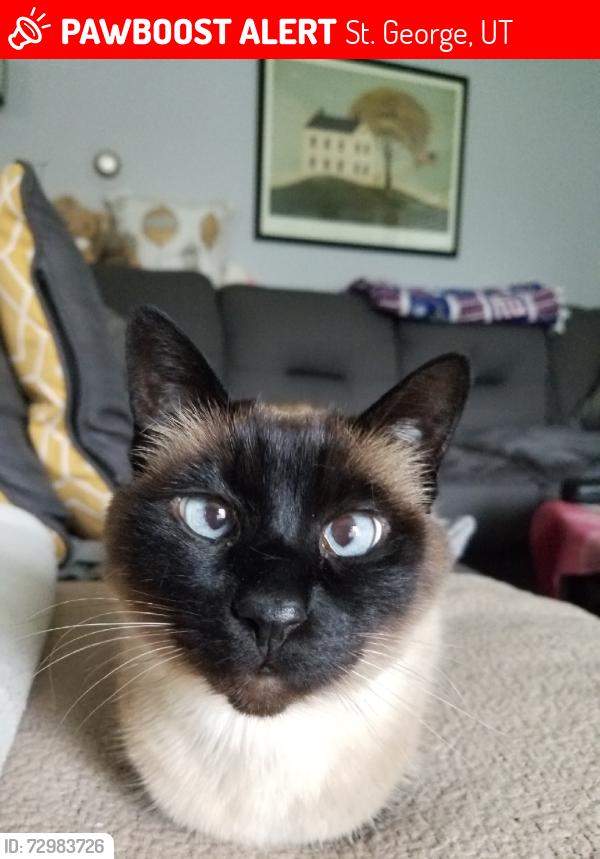 Lost Female Cat last seen Near e 180 south curcle, St. George, UT 84790