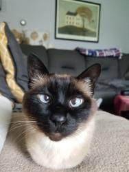 Lost Female Cat last seen Near e 180 south curcle, St. George, UT 84790
