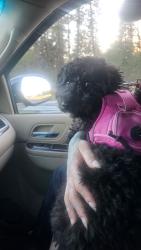 Reunited Female Dog last seen SE Cesar Chavez & Ankeny, Portland, OR 97214