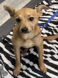 Shelter Stray Female Dog last seen Near BLOCK GARNER CT, TALLAHASSEE FL 32301, Tallahassee, FL 32311
