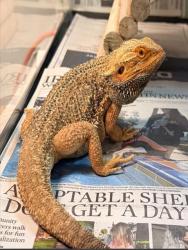 Shelter Stray Unknown Other last seen FALLBROOK/ALDERWOOD, 6443 Oak Canyon, Irvine, CA 92618, USA