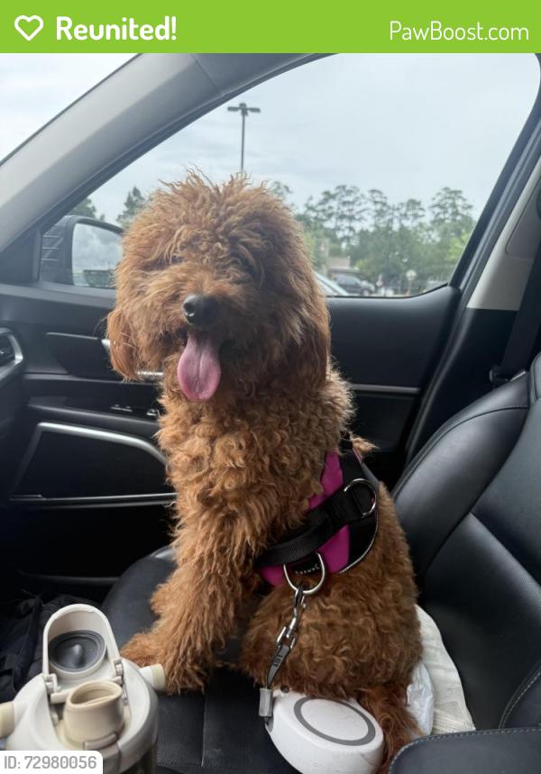 Reunited Female Dog last seen Stuebner and 1960, Harris County, TX 77379