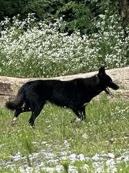 Found/Stray Unknown Dog last seen Camp Jordan , East Ridge, TN 37412