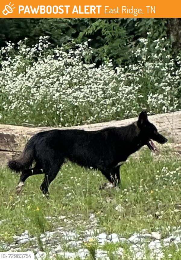 Found/Stray Unknown Dog last seen Camp Jordan , East Ridge, TN 37412