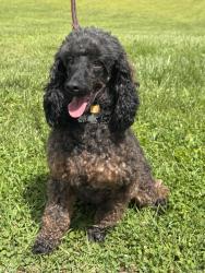 Lost Male Dog last seen Webster court , Bensalem, PA 19020