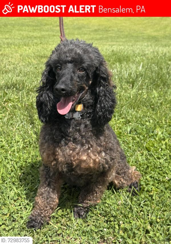 Lost Male Dog last seen Webster court , Bensalem, PA 19020
