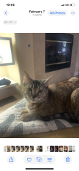 Lost Female Cat last seen Tropical and Donna st, North Las Vegas, NV 89081