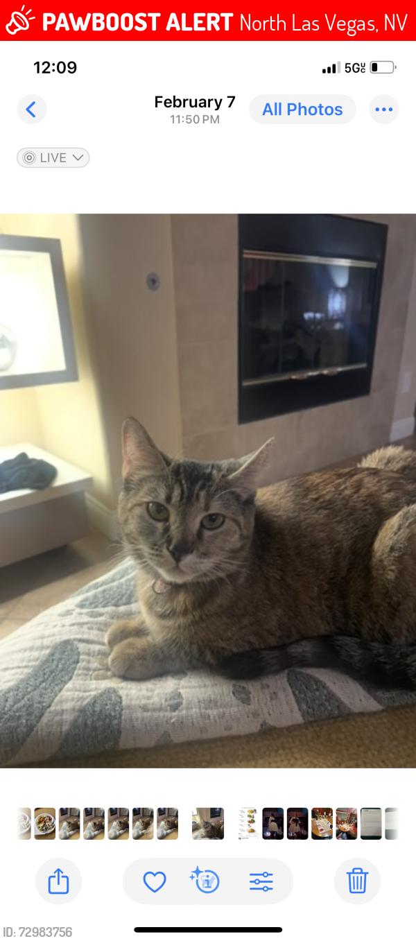 Lost Female Cat last seen Tropical and Donna st, North Las Vegas, NV 89081