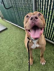 Shelter Stray Male Dog last seen Near BLOCK SPANISH POND RD,63138, 10521 Baur Blvd, Olivette, MO 63132, USA