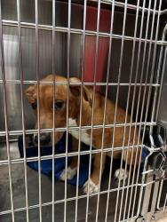 Shelter Stray Female Dog last seen ST CHARLES ROCK RD,63044, 10521 Baur Blvd, Olivette, MO 63132, USA