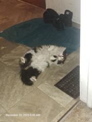 Lost Female Cat last seen Cleveland Street, Oneida, NY 13421