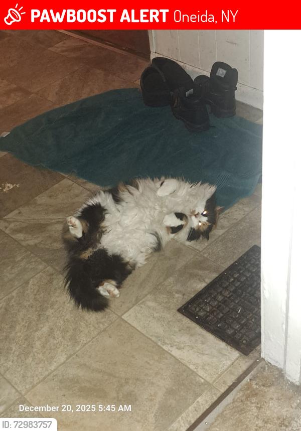Lost Female Cat last seen Cleveland Street, Oneida, NY 13421