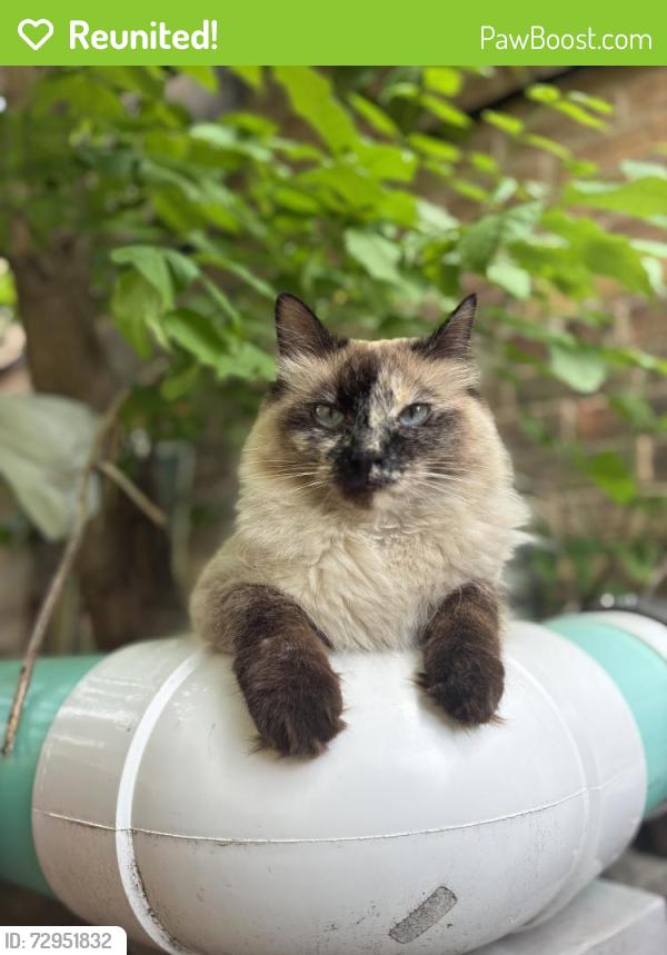 Reunited Female Cat last seen Near N 6th St, Grand Forks, ND 58203