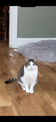 Lost Male Cat last seen Crescent street, Rockland, MA 02370