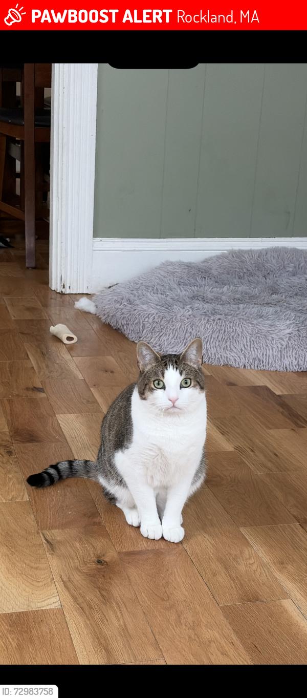 Lost Male Cat last seen Crescent street, Rockland, MA 02370