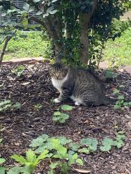 Lost Unknown Cat last seen Mainland/Bandera, San Antonio, TX 78250