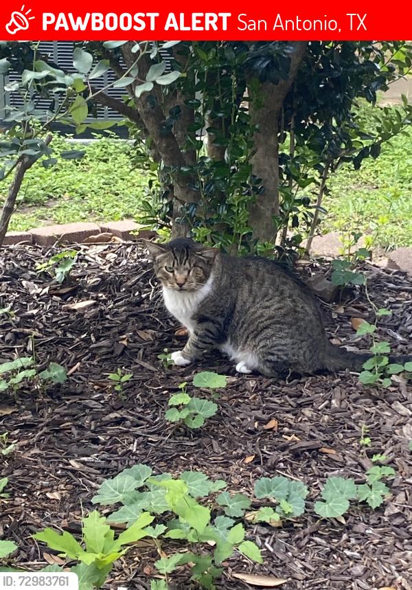 Lost Unknown Cat last seen Mainland/Bandera, San Antonio, TX 78250