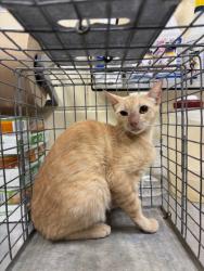 Shelter Stray Unknown Cat last seen , Sanford, FL 32773