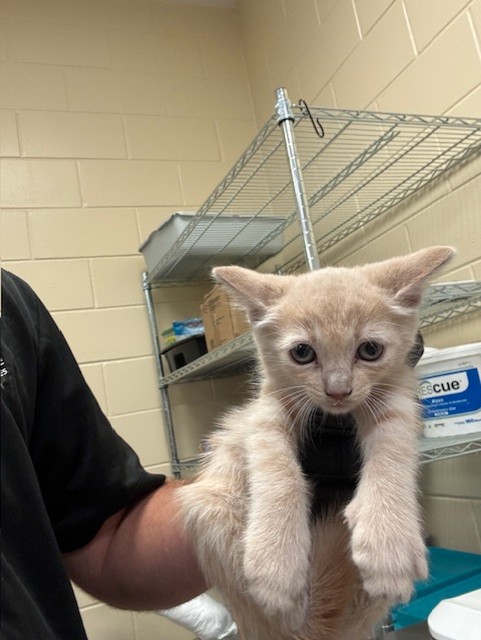 Shelter Stray Unknown Cat last seen , Sanford, FL 32773