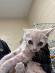 Shelter Stray Unknown Cat last seen , Sanford, FL 32773