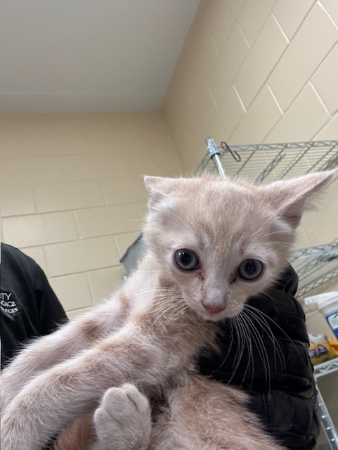Shelter Stray Unknown Cat last seen , Sanford, FL 32773