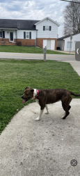 Lost Female Dog last seen State route 168, Catlettsburg, KY 41129