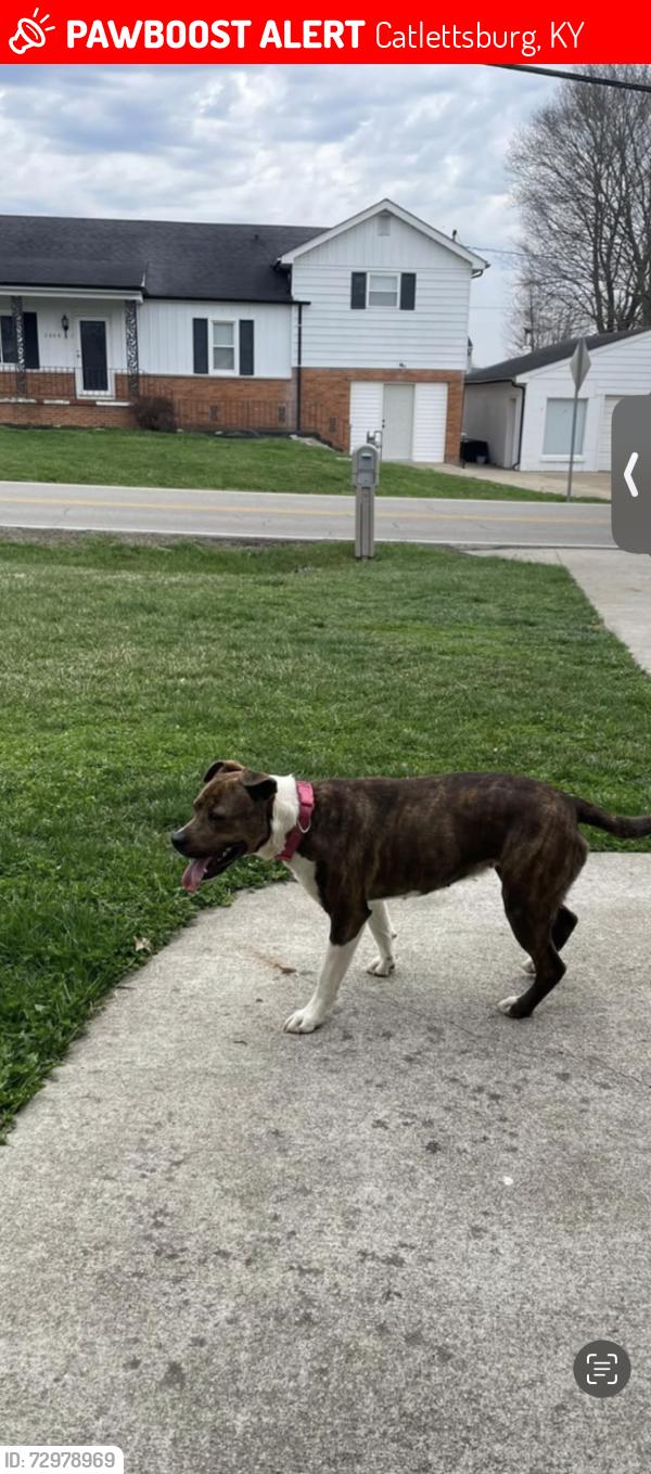 Lost Female Dog last seen State route 168, Catlettsburg, KY 41129