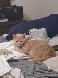 Lost Male Cat last seen Dodson Branch Rd., Cookeville, TN 38501