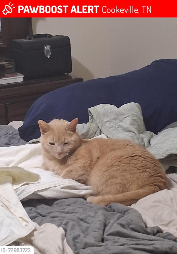 Lost Male Cat last seen Dodson Branch Rd. , Cookeville, TN 38501