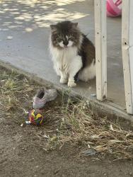 Lost Male Cat last seen Hopi trail and 29 palms hwy dollar general yucca valley trailer court, Yucca Valley, CA 92284