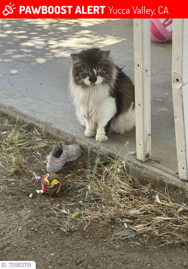 Lost Male Cat last seen Hopi trail and 29 palms hwy dollar general yucca valley trailer court, Yucca Valley, CA 92284