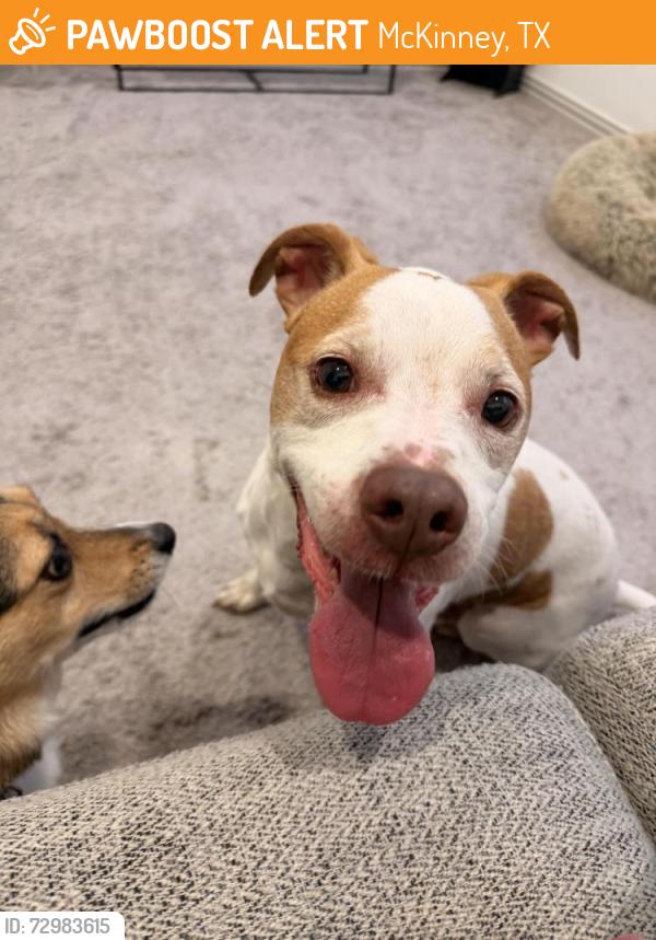 Found/Stray Male Dog last seen Medical Center , McKinney, TX 75069
